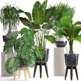 3D Collection of ornamental plants in pots